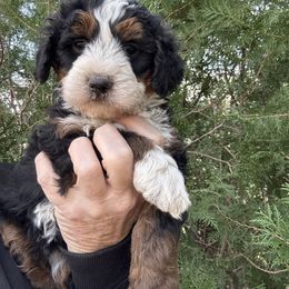 Sugar - Tri-color female Bernedoodle puppy in Saint Francis, Kansas from Land of Oz Doodles