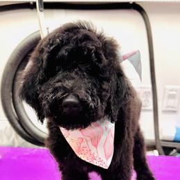 Aspen - Black female Bernedoodle puppy in Yarnell, Arizona from Boulder Mountain Doodles