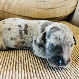 Blue Merle - Merle male Great Dane puppy in Devine, Texas from Texas Devine Danes & Aussies