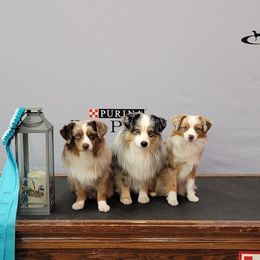 Miniature Australian Shepherds and Toy Australian Shepherds from Plum Creek Aussies