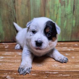 Black Collar Blue Male - Blue male Australian Cattle Dog puppy in Riverton, Utah from Rundown Ranch Cattle Dogs