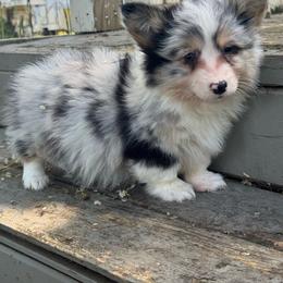 Jordan (fluffy) - Blue merle and white male American Corgi puppy in East Oakdale, California from Rhettro Kennels