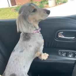 Zara - Dachshund