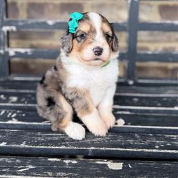 Acorn - Blue merle female Aussiedoodle puppy in Cartersville, Georgia from Simply Blessed Doodles