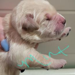 Mint collar - Light golden female Golden Retriever puppy in Brush Prairie, Washington from Paradise Peaks