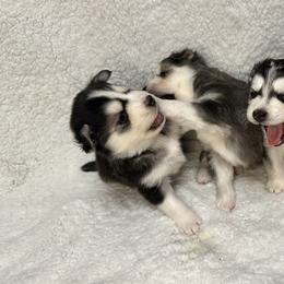 Pomsky All Grown Up from Full Moon Pomskies