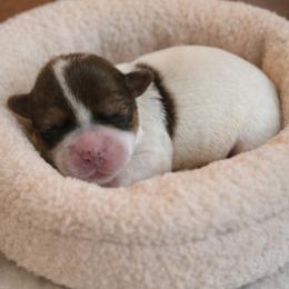 Bean - Parti male Yorkshire Terrier puppy in Cameron, Oklahoma from Jane’s Yorkies
