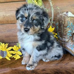 Marcy - Blue merle female Australian Shepherd puppy in Mc Alpin, Florida from RussKris Farms Aussies