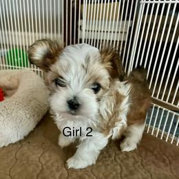Girl 2 - White and tan female Morkie puppy in Ocala, Florida from Hummingbird Fields