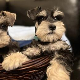 Miniature Schnauzers from AGG Schnauzers of Texas
