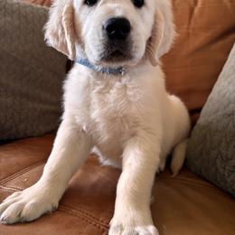 Light blue boy 3500.00 - Light golden male Golden Retriever puppy in Pahrump, Nevada from Southern Nevada Goldens