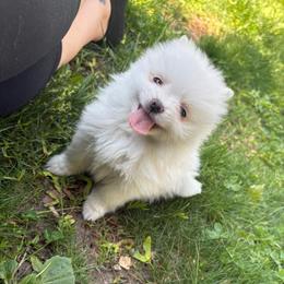 Spike - White male Pomeranian puppy in Rhode Island from Heartfelt Kennels