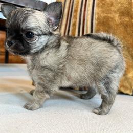 Felix - Black sabled fawn male Chihuahua puppy in Husser, Louisiana from Kristen