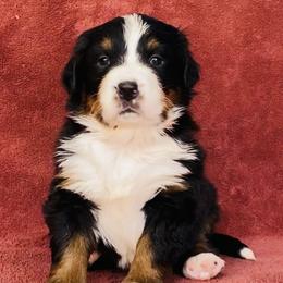 Orange Collar Female - Black rust and white female Bernese Mountain Dog puppy in Bristol, Tennessee from Holston Hollow Farm