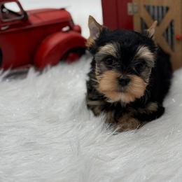 Kash - Black and tan male Yorkshire Terrier puppy in Benton, Illinois from Furry Tailz Yorkies