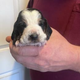 Boy 2 - Black brown and white male Basset Hound puppy in Noblesville, Indiana from Russell Bassets