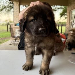 Ms. Pink - Reddish brown female Leonberger puppy in Cypress, Texas from Magnolia Leos
