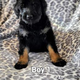 Labradoodle Puppies from Caldron Falls Doodles and Poodles