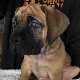 Purple collar female - Fawn female Boerboel puppy in Bon Aqua, Tennessee from Erickson Ranch Boerboels