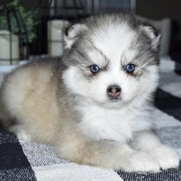Lux - Gray and white female Pomsky puppy in Chino Valley, Arizona from Rose Peek Pomskies