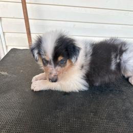 Ghost - Blue merle and white male Collie puppy in Barnesville, Georgia from Collie farm
