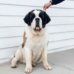 Panda - Saint Bernard