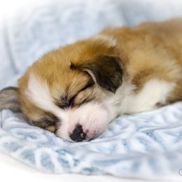 Pembroke Welsh Corgi Puppies from Cosmere Corgis