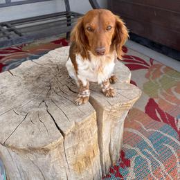 Dollie - Dachshund