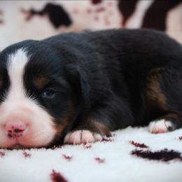 Hardy - Black tri male Miniature Australian Shepherd puppy in Ixonia, Wisconsin from Hunt N Oaks