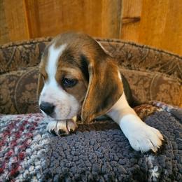 Pink Collar - Black tan and white female Beagle puppy in Knoxville, Tennessee from River Valley Hounds