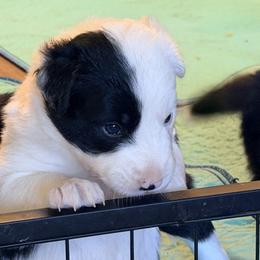 June - Black and white female Border Collie puppy in Lebanon, Oregon from Cahill’s Canines