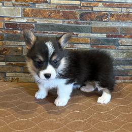 Girl 1 - Black and tan female Pembroke Welsh Corgi puppy in Visalia, California from VIP Stables