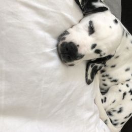Dalmatian Puppies from Revere Dalmatians