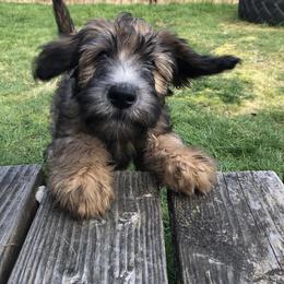 Poodle, Soft Coated Wheaten Terrier, and Whoodle Puppies from Green Mountain Kennel