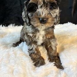 Frosty - Black white and tan female Cockapoo puppy in Adrian, Oregon from ApplebyFarm