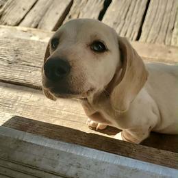 Snow - Piebald male Dachshund puppy in Topeka, Kansas from CJs Dachshunds