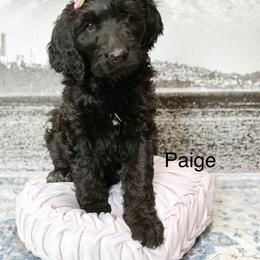 Paige - Black female Goldendoodle puppy in Pasco, Washington from Camp Doodle Woods
