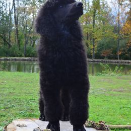 Poodle Puppies from D and D Standard Poodles