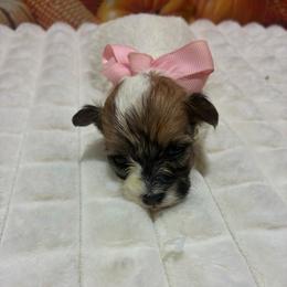 Molly - Chocolate and white female Havapoo puppy in Brookings, South Dakota from Hofer Pups