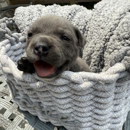 Female - Blue and white female Staffordshire Bull Terrier puppy in Dawsonville, Georgia from WEAT Pack