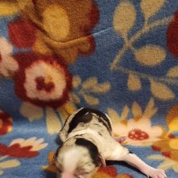Australian Shepherd and Miniature Australian Shepherd Puppies from Hidden Leaf Aussies