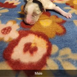 Australian Shepherd and Miniature Australian Shepherd Puppies from Hidden Leaf Aussies