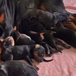 AKC Registered Full European Doberman Pinschers - Black and rust female Doberman Pinscher puppy in Fort Lauderdale, Florida from Lakewood European Dobermann Kennel