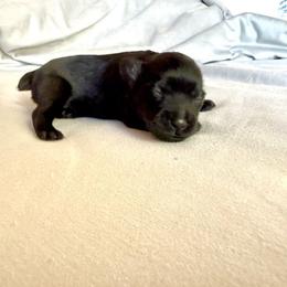 Jonah - Salt and pepper male Miniature Schnauzer puppy in Ferndale, Washington from Blackhorse Schnauzers Washington state
