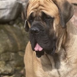 Mastiffs from Carolyn Hoot's Mastiffs