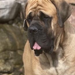 Mastiffs from Carolyn Hoot's Mastiffs