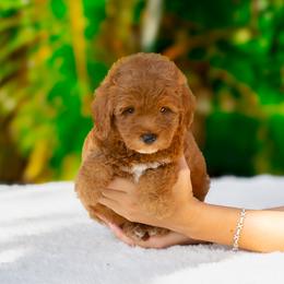 Mowgli - Red  male Goldendoodle puppy in Fort Myers, Florida from Corgis & Doodles