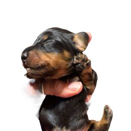 BT Male - Black and tan male Dachshund puppy in Medina, Ohio from STORIED DOXIES