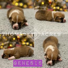 Pembroke Welsh Corgi Puppies from Thomas Acres
