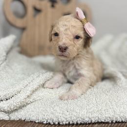 Dawn-Rose Collar - Sable female Bernedoodle puppy in Oak Hills, California from High Desert Doodles